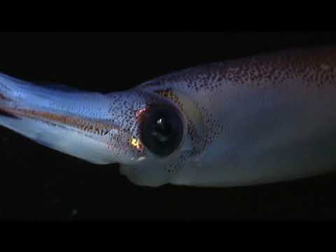 Mollusc Animation - Squid Body Plan