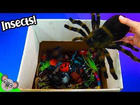Learn INSECT NAMES + COLORS! Bugs and Lizard Toy Learning for Kids by Koalafied Fun