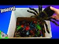 Learn INSECT NAMES + COLORS! Bugs and Lizard Toy Learning for Kids by Koalafied Fun