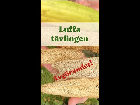 Luffatävlingen - avgörandet - Trädgårdshacks med GardenR