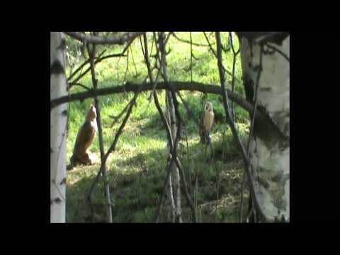 Gara amichevole 3D Monte Farno 2013