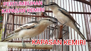 Download lagu Berbagai pengalaman memelihara burung kapasan kemiri mp3
