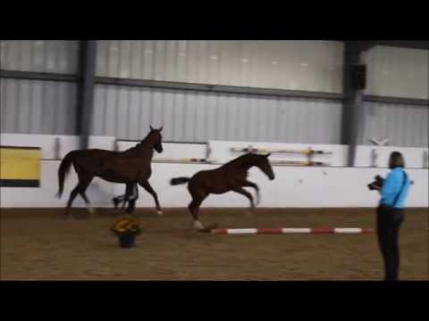 Lissaro's Sunrise Hanoverian  Inspection 2015