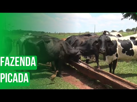 Fazenda Picada Jataí GO