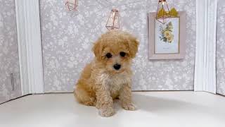 ハーフ犬の動画01