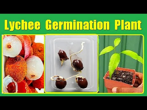 Grow a Lychee Tree Easily | Simple Lychee Seed Germination Guide