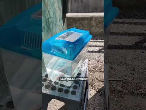 скандал с зоомагазинами #shortvideo