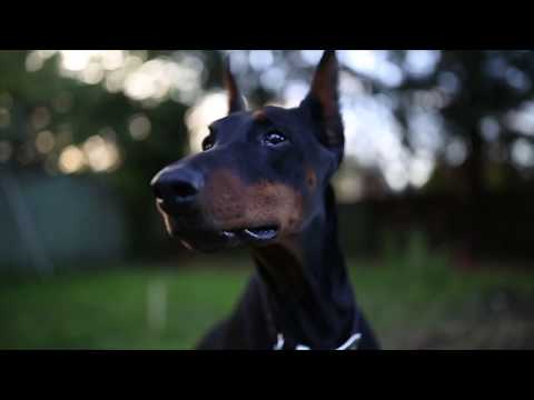 FleshXFur- Bridges [Official music video]  #fleshxfur #rareflavr #shade45