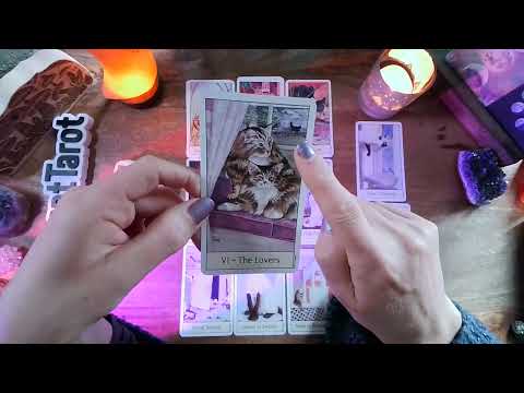 Cat Aries