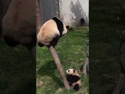 #animals #funny #viralvideo #foryoupage #cats #dog 