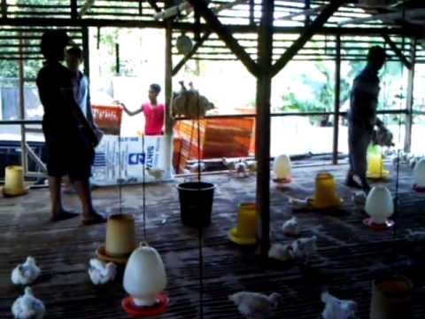 Pagsasabwatan upang i-prompt pagbaba ng timbang Soda Burns tiyan taba
