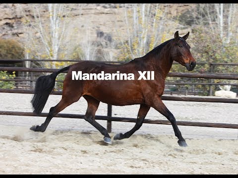 Mandarina XII - Dic - 2018