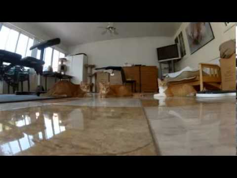 GoPro  Laser Cats   TV Commercial   YouTube