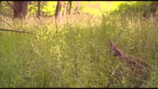 RE: The Search - mree