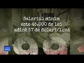 100 De Ani în 100 De Zile 1993 Revolta De La Hădăreni în Care Romii Au Fost Ucişi
