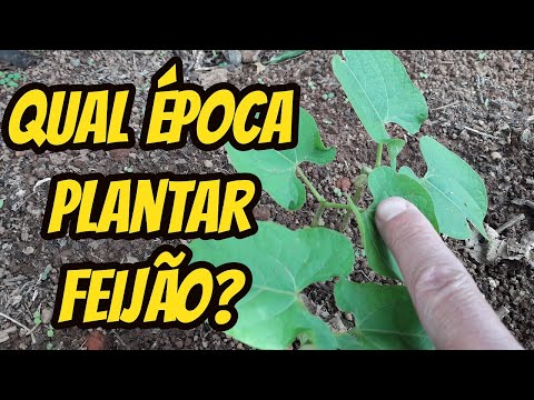 Em qual época devo fazer plantio do feijão? Qual mês do ano ideal para plantar as sementes no solo?