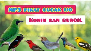 Download lagu MP3  Pikat CUCAK IJO,KONIN Dan BURUNG KECIL mp3 Download lagu MP3  Pikat CUCAK IJO,KONIN Dan BURUNG KECIL mp3