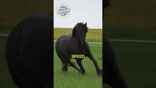 Stunning Facts about Horses | 05 Interesting Horse Facts You Probably Never Knew | Animal for Kids