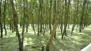 bird sanctuary, mekong delta, vietnam
