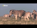 Zebra Stallion Kills Another Stallion S Foal