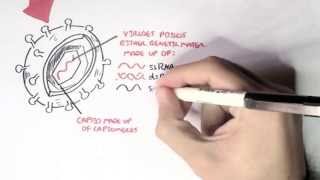 Microbiology - Viruses (Structure, Types and Bacteriophage Replication)