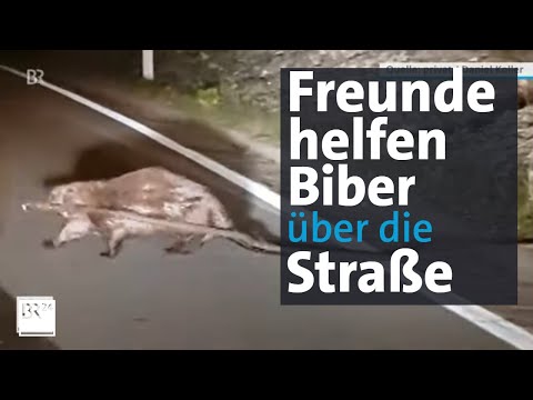 Biber-Video aus Deggendorf sorgt für Lacher | BR24