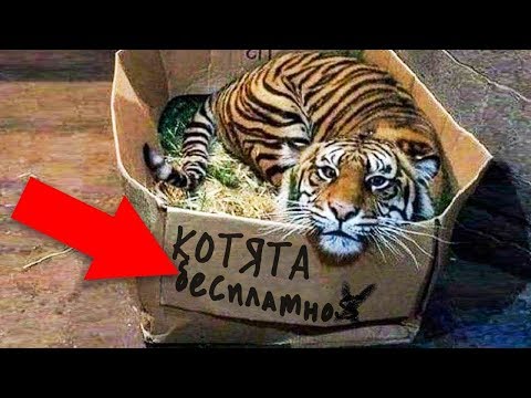 10 САМЫХ НЕОБЫЧНЫХ ДОМАШНИХ ЖИВОТНЫХ