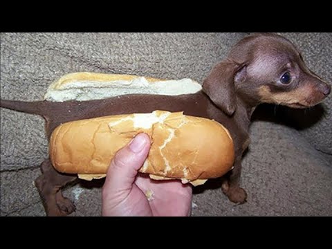 Perro salchicha gordo bachicha 🐶🌭