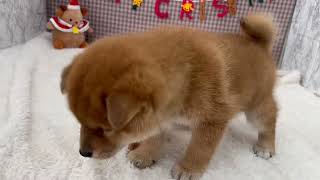柴犬の動画01
