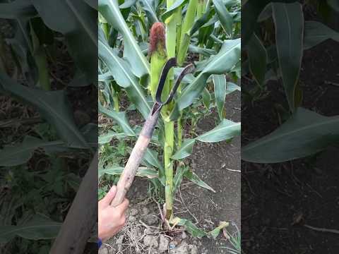 Pruning Lower Corn Leaves Technique #farmingtech @HappyFarm85