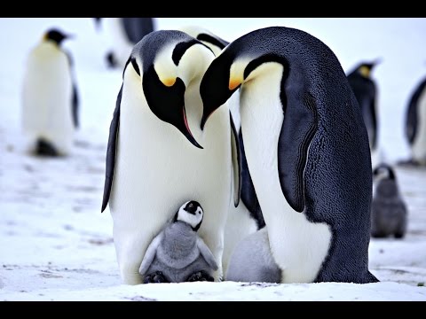 TPM Tamil Song No. 481 - Enthan Vanchai Inrumenrum Neere.....