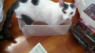 Bones playing in a plastic tub 02