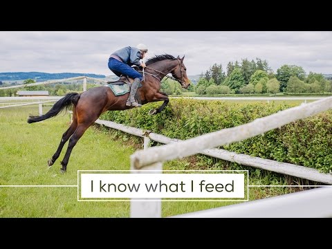 The Light Mountain HORSES  -  The 'SVĚTLÁ HORA' HORSES - Trailer