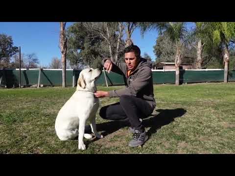 5 Dog Training Exercises You Should Do EVERY DAY At Home! |   How to fix