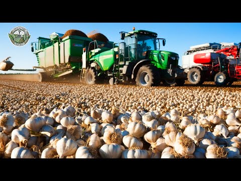 28.1 Million Tons Of Garlic Are Harvested And Processed This Way | Agriculture Technology