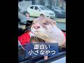 助けが必要なカワウソの赤ちゃんを育てる #動物プロダクション #動物