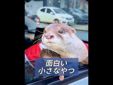助けが必要なカワウソの赤ちゃんを育てる #動物プロダクション #動物