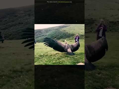 Vulture forget to fly after release