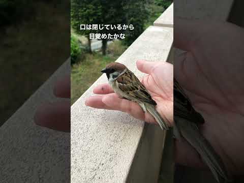 野生のスズメを飼いならすことはできますか? 訓練のヒント