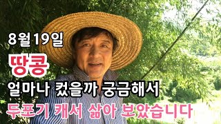 땅콩 얼마나 자랐을까. 수확시기 점검 그리고 풋땅콩 삶아 간식 해 먹어요