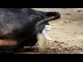 Cow Birthing First The Hooves Emerge Then The Mouth
