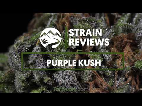 Strain Profile: Purple Kush