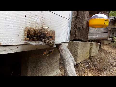 Depredació de Vespa velutina a les abelles.