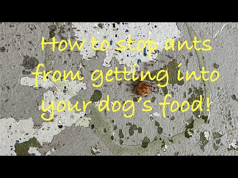 How to stop and kill ants from getting into your dogs food.
