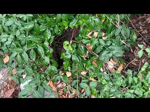 Landscape Hiding In-Ground Yellow Jacket Nest in Atlantic Highlands, NJ