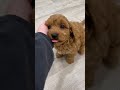 Cavapoo dogs for sale: Bingo - Video 1