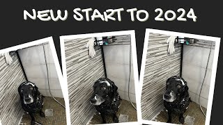 Labradors New Start to The New Year