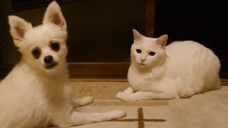 Dog Silently Irritates Cat