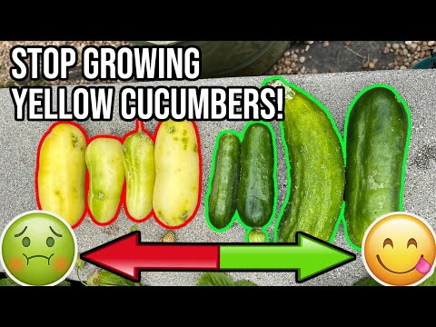 Why Are my Cucumbers Turning Yellow?  - Here's Why!