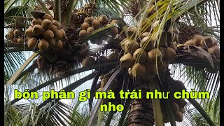 HIEP HOI DUA BEN TREMô hình trồng dừa Mã Lai đỏ ở Bình Lợi #27 HIEP HOI DUA BEN TREMô hình trồng dừa Mã Lai đỏ ở Bình Lợi